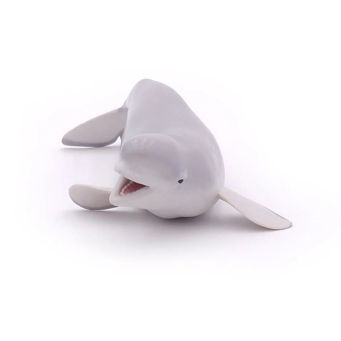 Beluga Walvis - Image 4