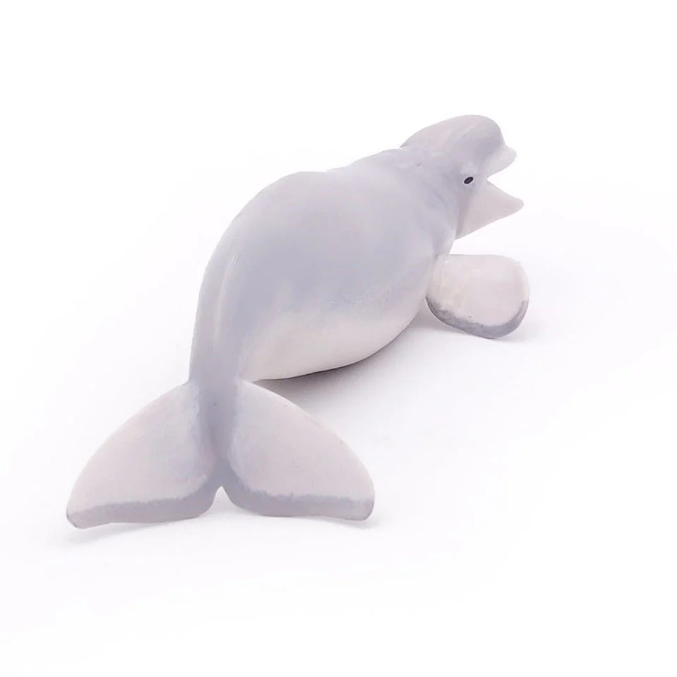 Beluga Walvis - Image 6