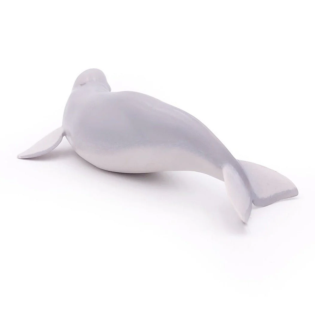 Beluga Walvis - Image 7