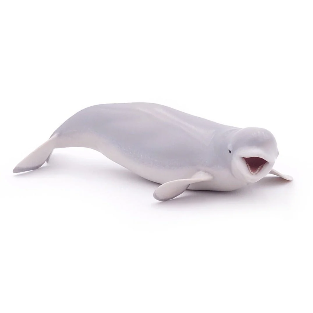 Beluga Walvis - Image 8