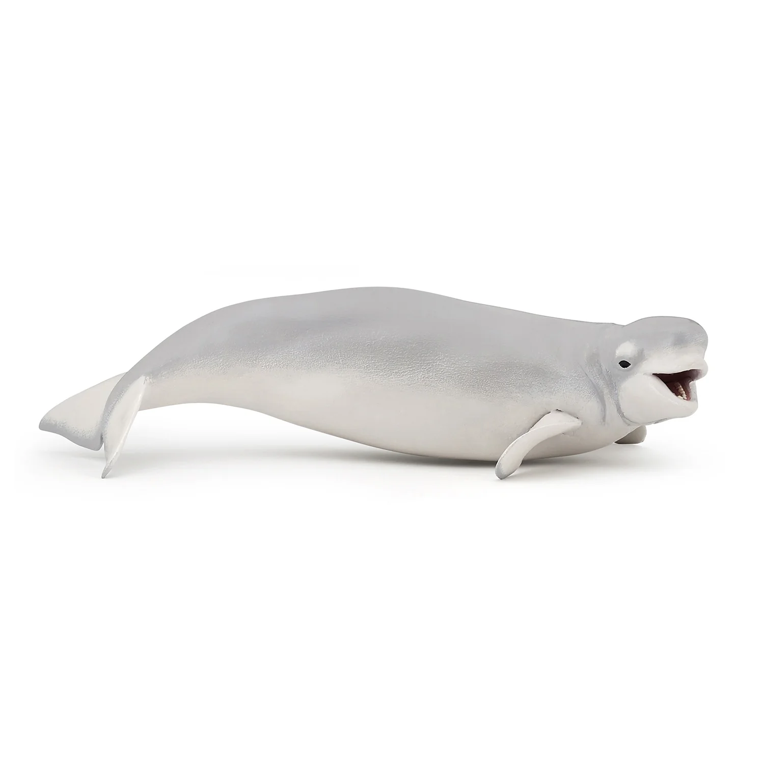 Beluga Walvis - Image 9