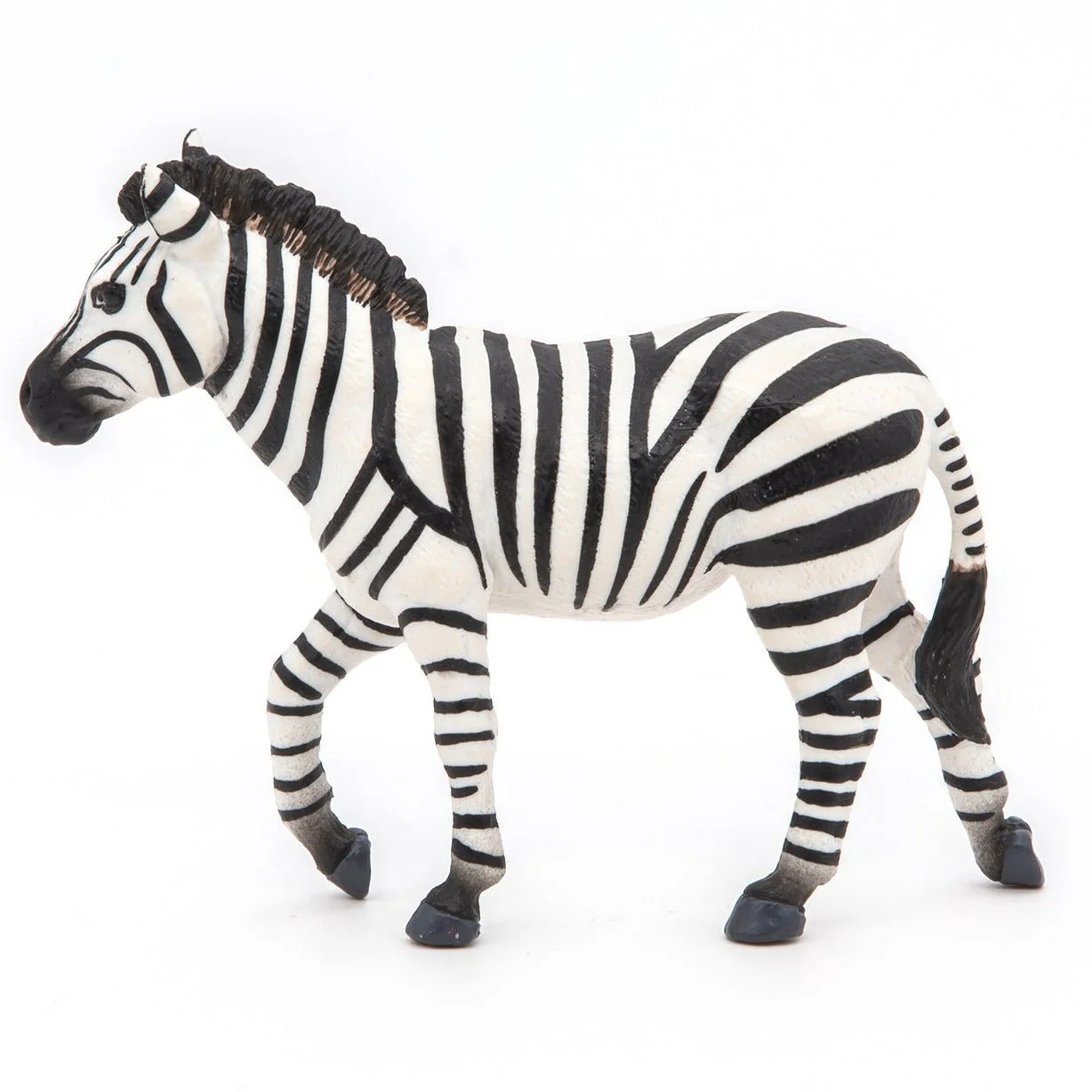Zebra Mannetje