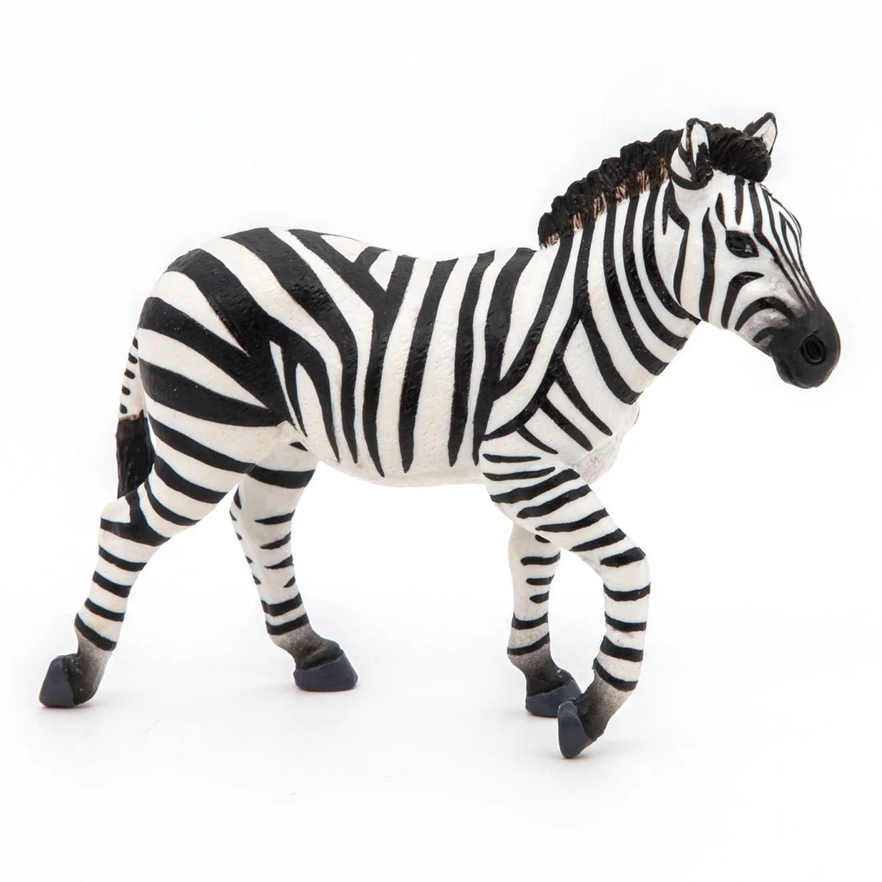 Zebra Mannetje - Image 3