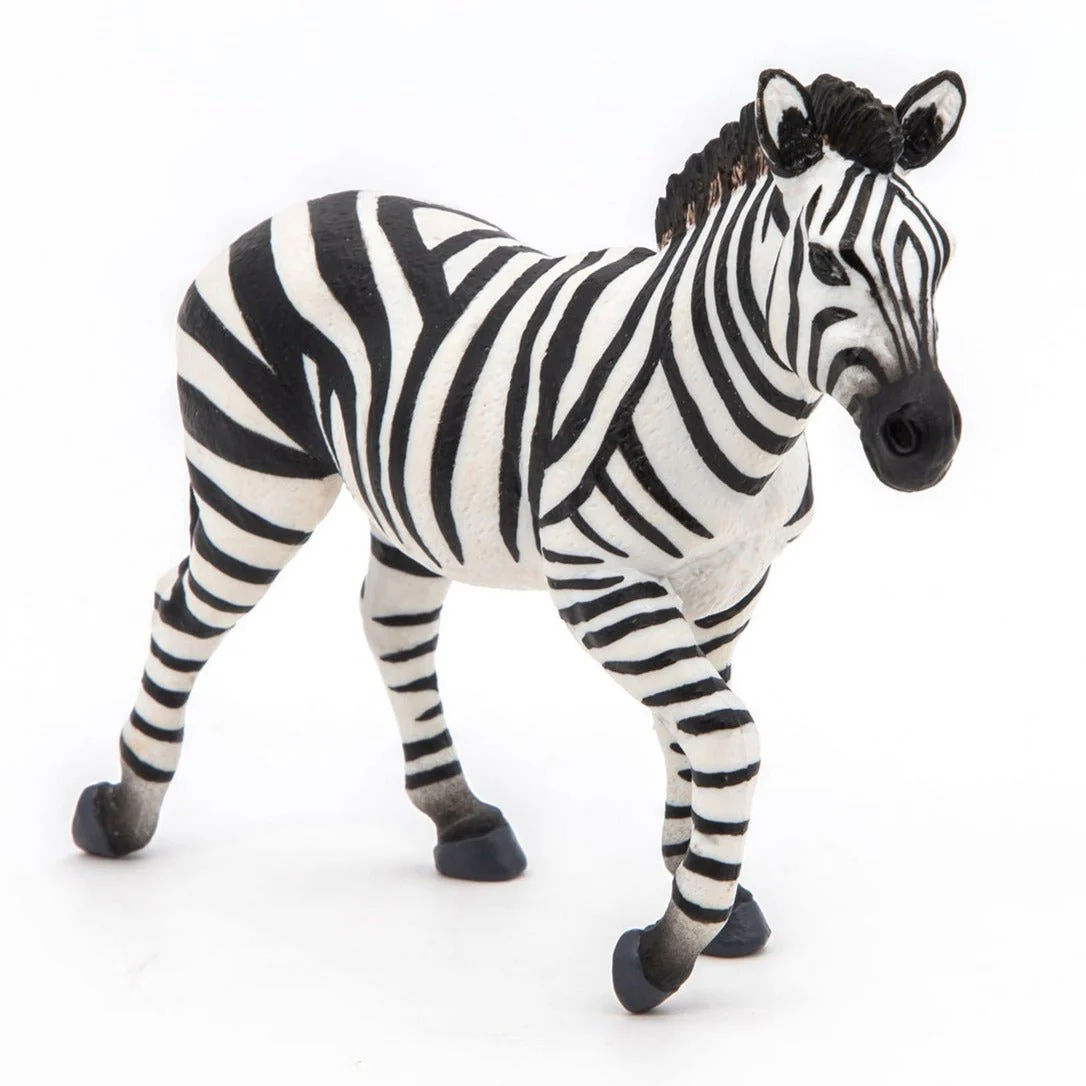 Zebra Mannetje - Image 4