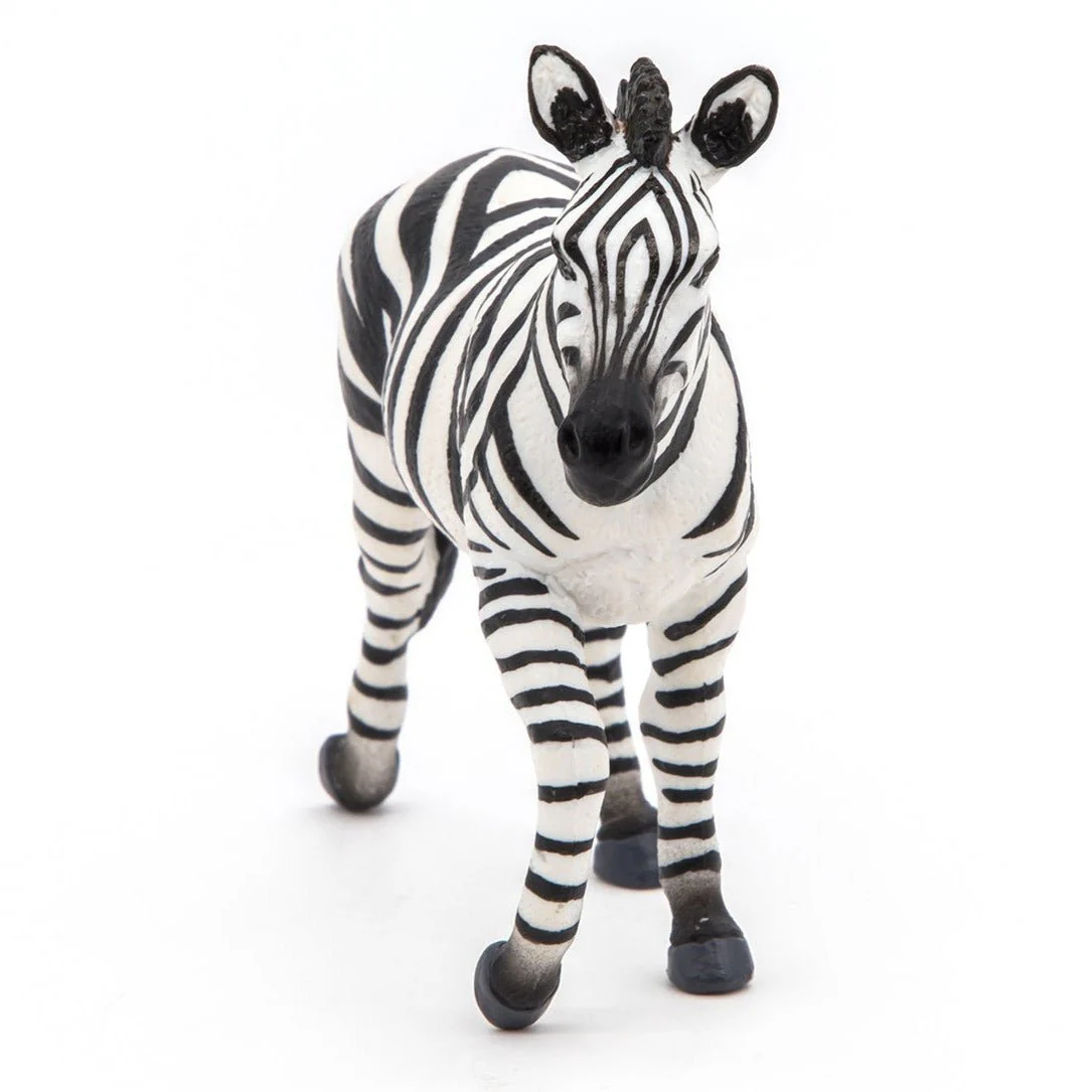 Zebra Mannetje - Image 5