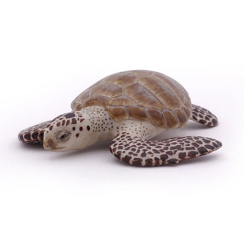 Zeeschildpad Karetschilpad - Image 2