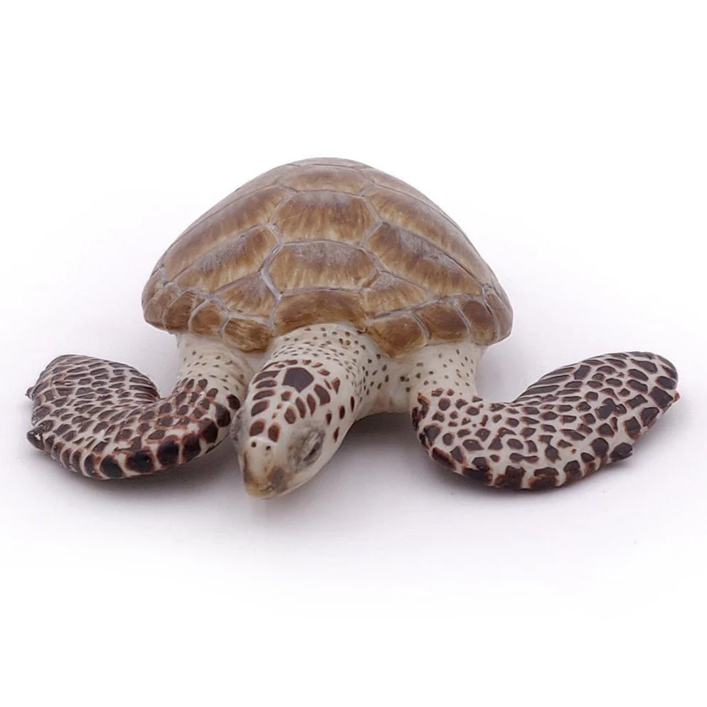 Zeeschildpad Karetschilpad - Image 3