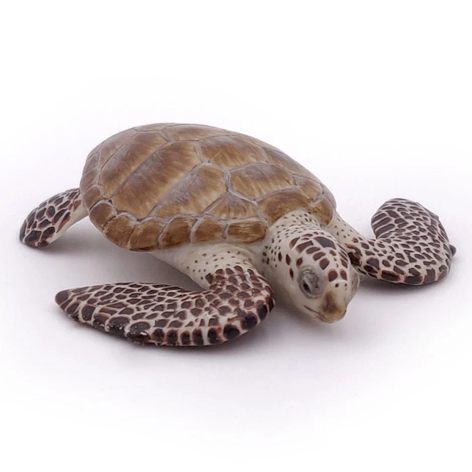 Zeeschildpad Karetschilpad - Image 4
