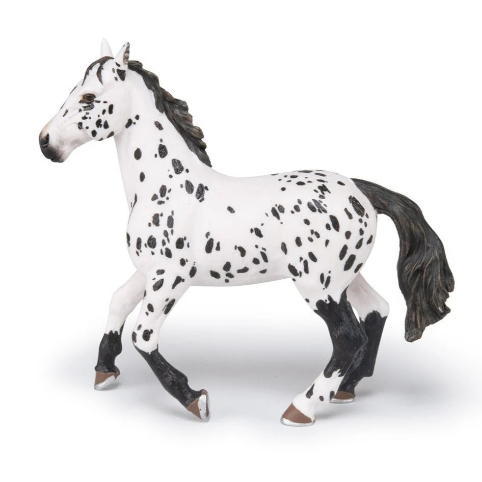 Zwarte Appeloosa Paard - Image 3