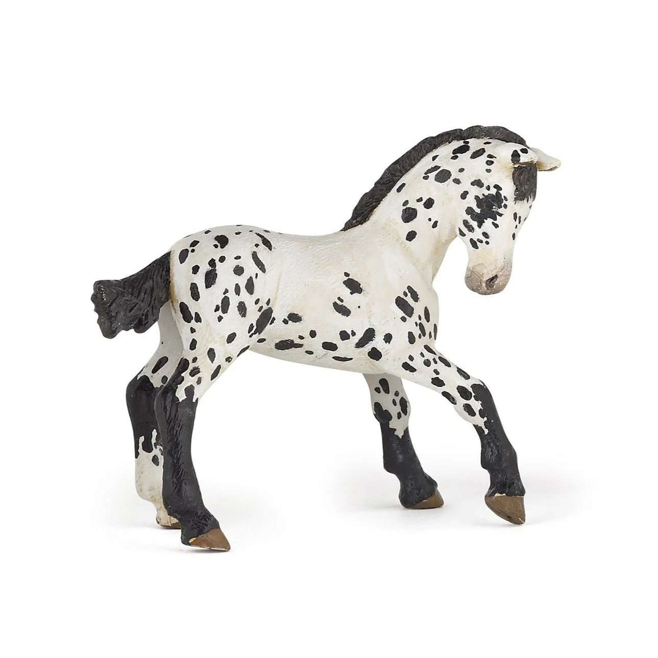 Zwarte Appeloosa Veulen