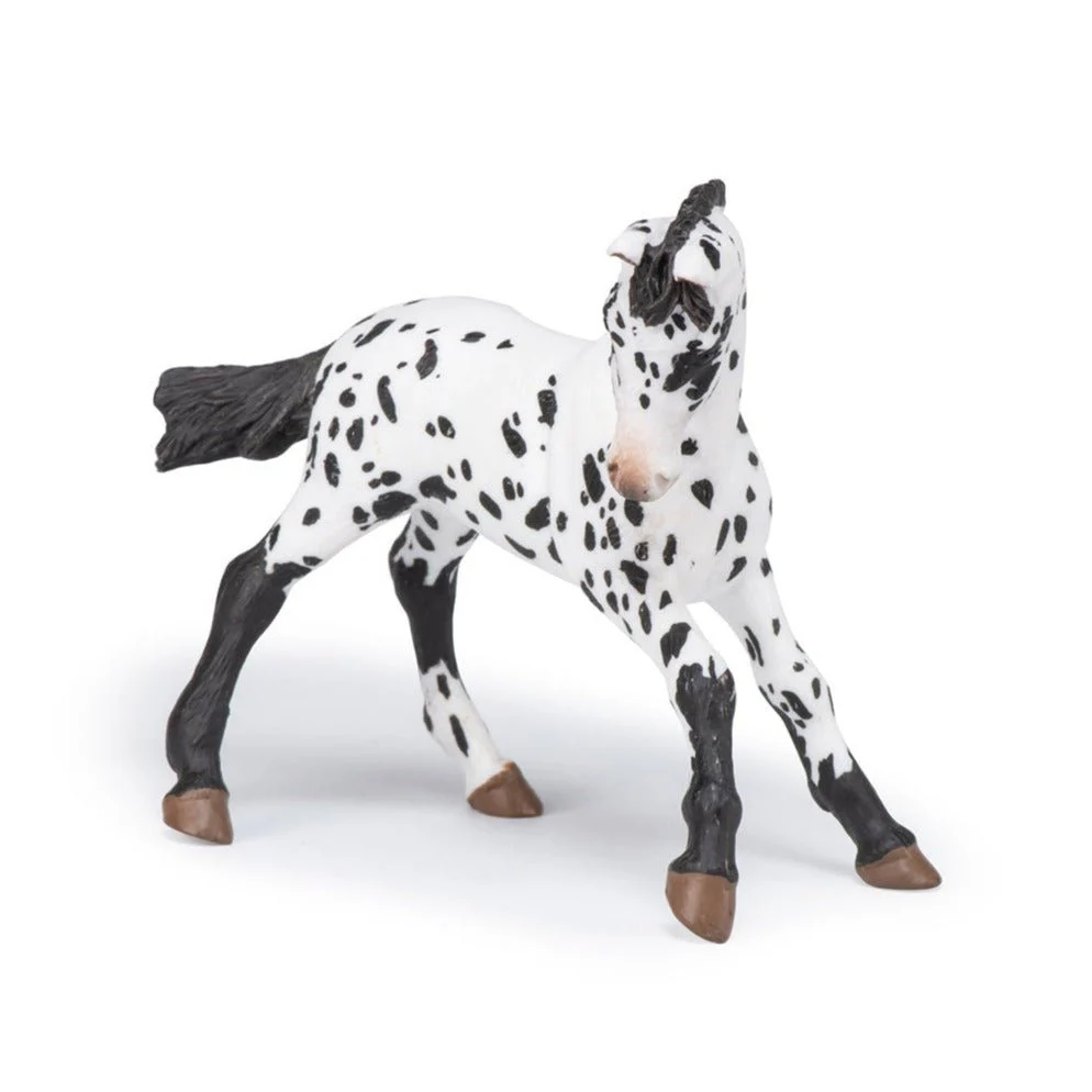 Zwarte Appeloosa Veulen - Image 4