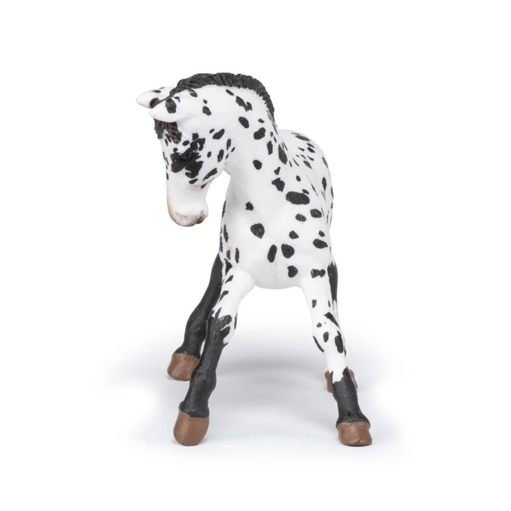 Zwarte Appeloosa Veulen - Image 5