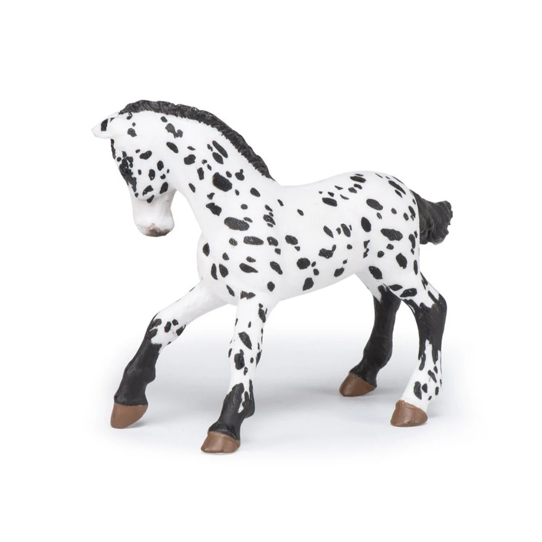 Zwarte Appeloosa Veulen - Image 6